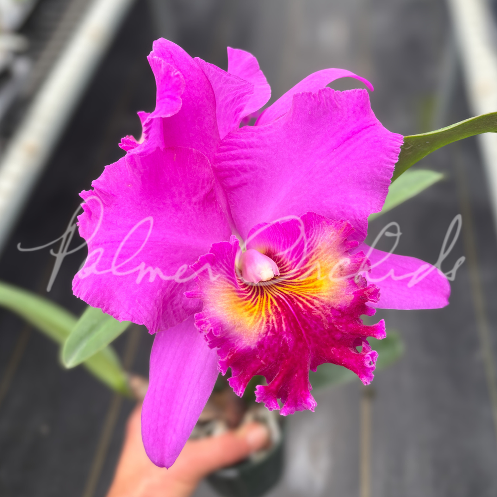 Rlc. Finer Diamond — Palmer Orchids